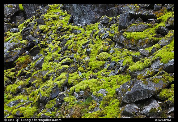 Mossy rocks, North Fork of the Cascade River, North Cascades National Park. Washington, USA.