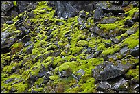 Mossy rocks, North Fork of the Cascade River, North Cascades National Park. Washington, USA.