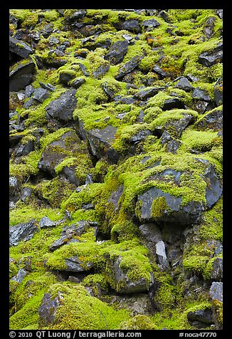 Boulders covered with green moss, North Cascades National Park.  (color)