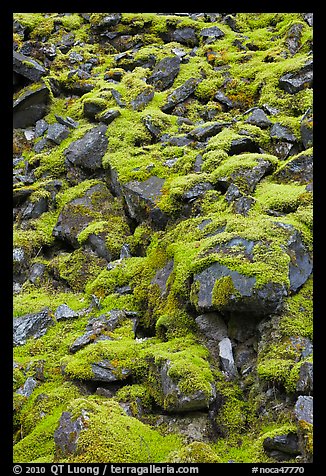 Boulders covered with green moss, North Cascades National Park. Washington, USA.