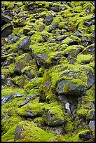 Boulders covered with green moss, North Cascades National Park. Washington, USA. (color)