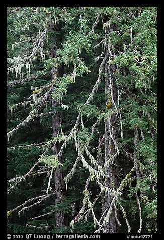 Fir and lichen, North Cascades National Park. Washington, USA.