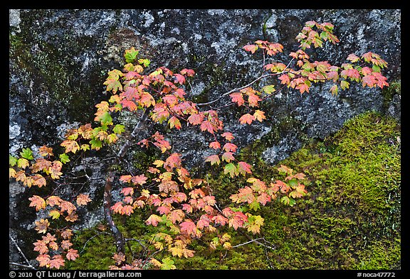 Vine maple leaves in autumn color, North Cascades National Park.  (color)