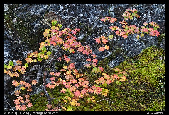 Vine maple leaves in autumn color, North Cascades National Park. Washington, USA.