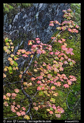Vine maple leaves in fall color, moss and rock, North Cascades National Park.  (color)
