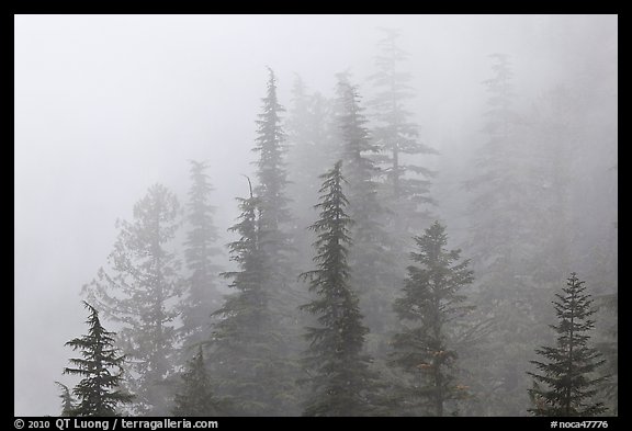 Firs in fog, North Cascades National Park.  (color)