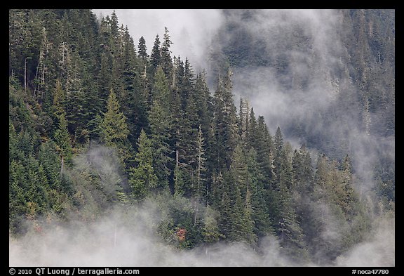 Tree ridge and fog, North Cascades National Park. Washington, USA.