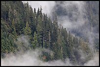 Tree ridge and fog, North Cascades National Park. Washington, USA.
