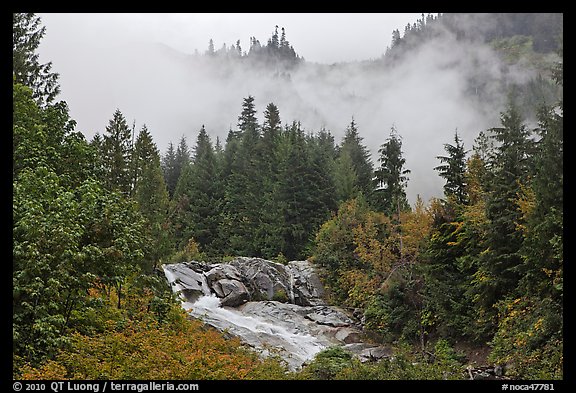 Stream, trees, and fog, North Cascades National Park. Washington, USA.