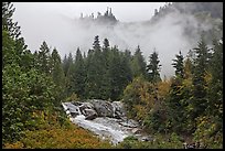 Stream, trees, and fog, North Cascades National Park. Washington, USA. (color)