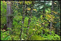 Mixed forest with autumn colors, North Cascades National Park. Washington, USA.