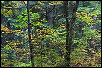 Mixed trees with fall colors, North Cascades National Park.  ( color)