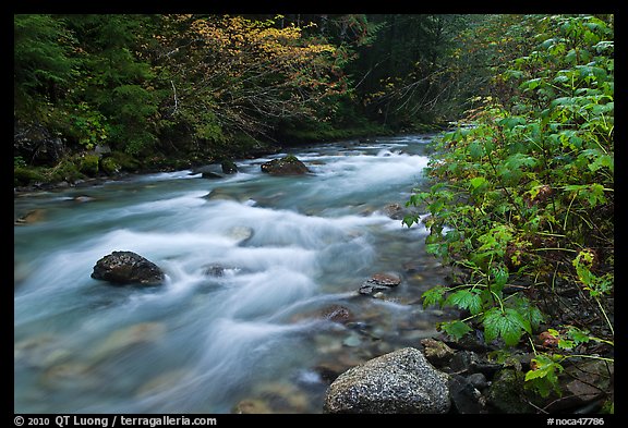North Fork of the Cascade River in autumn, North Cascades National Park.  (color)