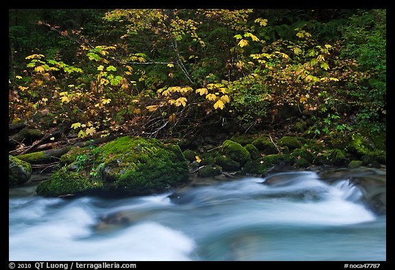 Maple tree in fall foliage next to Cascade River, North Cascades National Park.  (color)