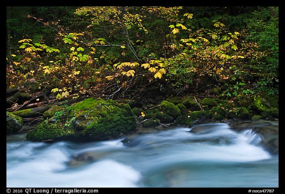 Maple tree in fall foliage next to Cascade River, North Cascades National Park. Washington, USA.