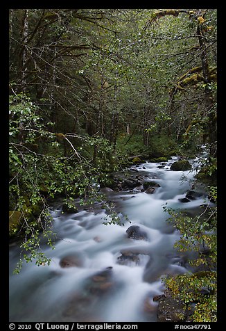 North Fork of the Cascade River, North Cascades National Park.  (color)