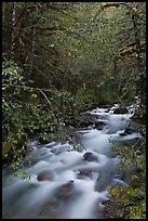 North Fork of the Cascade River, North Cascades National Park. Washington, USA. (color)
