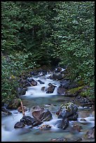 Creek cascading over boulders, Mount Baker Snoqualmie National Forest. Washington