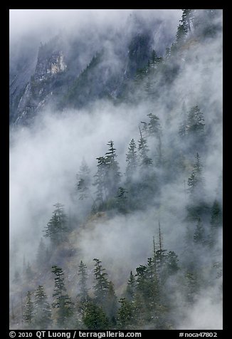 Hillside trees in fog, North Cascades National Park. Washington, USA.