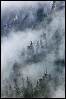 Hillside trees in fog, North Cascades National Park. Washington, USA.