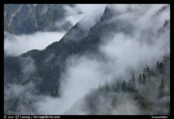 Ridges, trees, and fog, North Cascades National Park. Washington, USA.