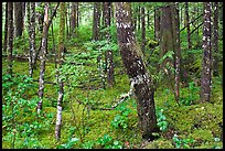 Mossy rainforest floor, North Cascades National Park Service Complex.  ( color)