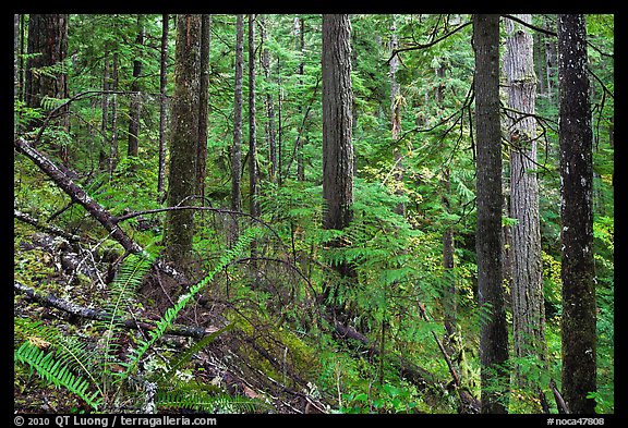 Old-growth forest of hemlock, cedar, and spruce, North Cascades National Park Service Complex. Washington, USA.