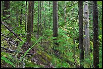 Old-growth forest of hemlock, cedar, and spruce, North Cascades National Park Service Complex.  ( color)