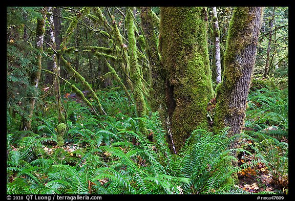 Ferns and moss-covered trunks, North Cascades National Park Service Complex.  (color)