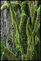 Branches covered with mosses and trunk, North Cascades National Park Service Complex. Washington, USA.
