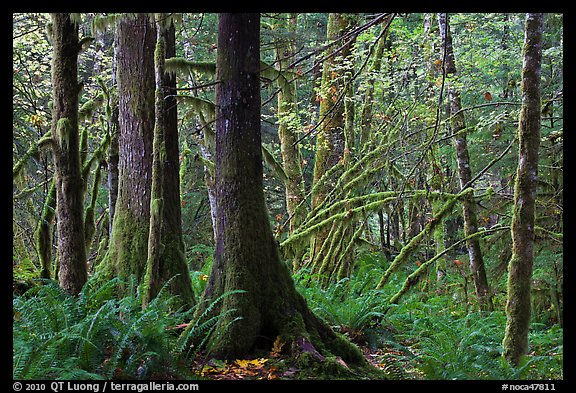 Primeval rainforest, North Cascades National Park Service Complex. Washington, USA.