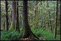 Primeval rainforest, North Cascades National Park Service Complex. Washington, USA. (color)