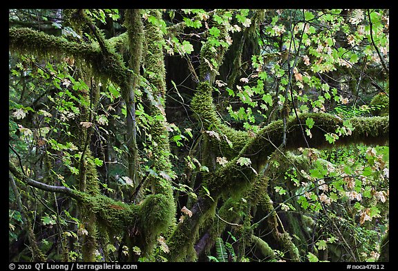 Maple and moss-covered tree trunks, North Cascades National Park Service Complex. Washington, USA.