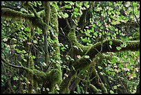 Maple and moss-covered tree trunks, North Cascades National Park Service Complex. Washington, USA.