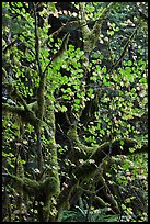 Maple leaves in dark rainforest, North Cascades National Park Service Complex. Washington, USA. (color)