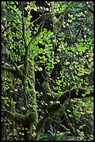 Maple leaves in dark rainforest, North Cascades National Park Service Complex. Washington, USA.