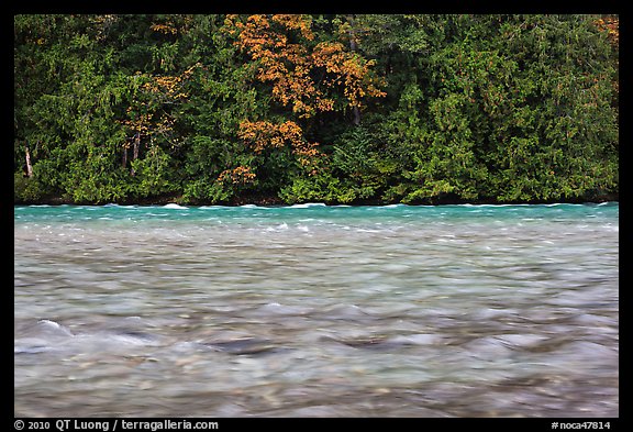 Skagit River during the fall salmon run, North Cascades National Park Service Complex. Washington, USA.