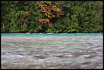 Skagit River during the fall salmon run, North Cascades National Park Service Complex. Washington, USA. (color)