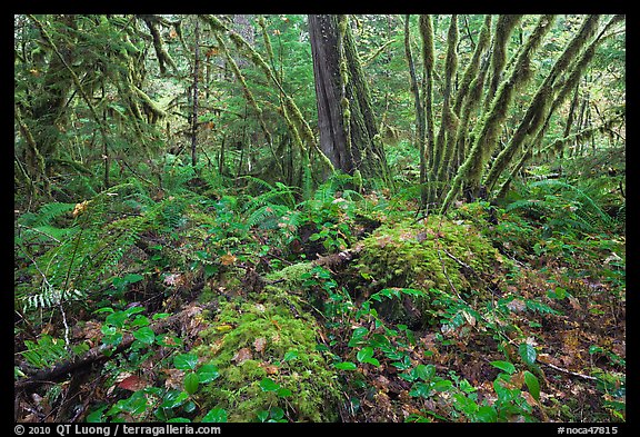 Lush rainforest, North Cascades National Park Service Complex. Washington, USA.