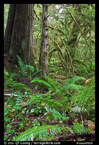 Ferns and rainforest, North Cascades National Park Service Complex. Washington, USA.