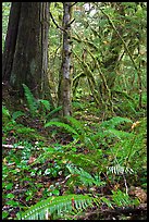 Ferns and rainforest, North Cascades National Park Service Complex. Washington, USA. (color)