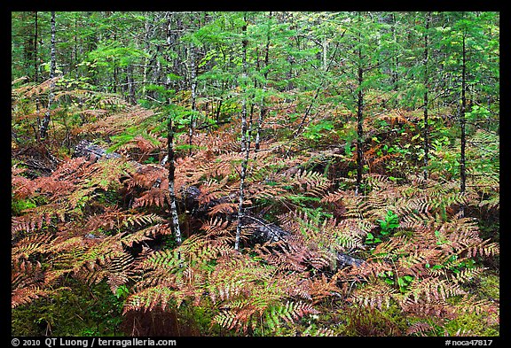 Ferms in autumn foliage, North Cascades National Park Service Complex.  (color)