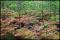 Ferms in autumn foliage, North Cascades National Park Service Complex. Washington, USA.