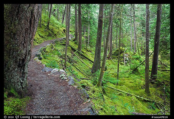 Trail in rainforest, North Cascades National Park Service Complex. Washington, USA.