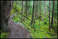 Trail in rainforest, North Cascades National Park Service Complex. Washington, USA. (color)