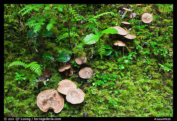 Mushrooms, North Cascades National Park Service Complex. Washington, USA.