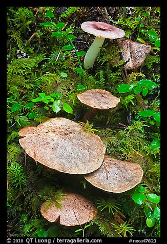 Close-up of mushroons, North Cascades National Park Service Complex.  (color)