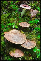 Close-up of mushroons, North Cascades National Park Service Complex.  ( color)