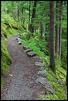 River Loop trail, North Cascades National Park Service Complex. Washington, USA. (color)