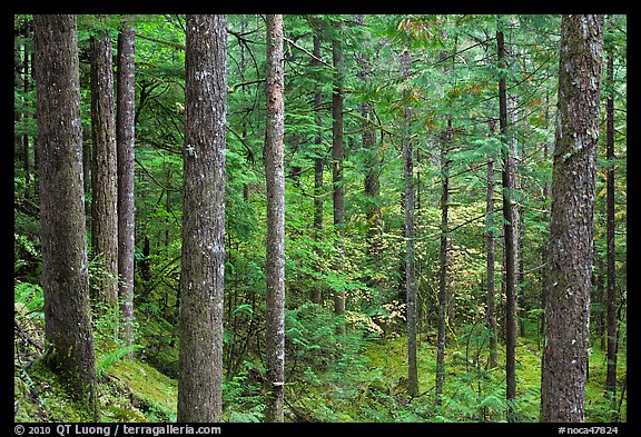 Old-growth rainforest, North Cascades National Park Service Complex.  (color)